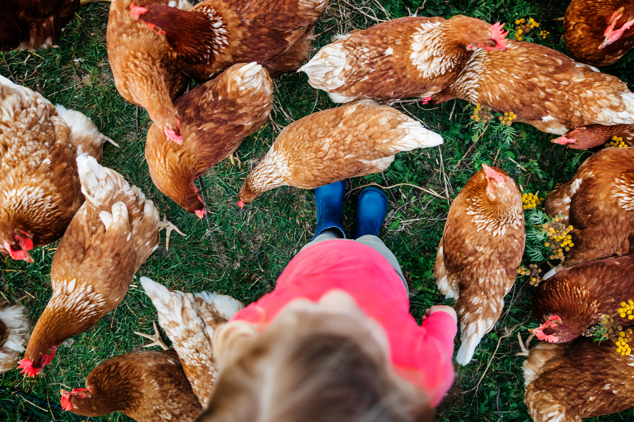 Aerial Shot Of Young Girl Standing Amongst Flock Of Chickens